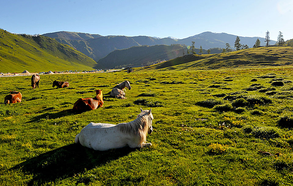 �����L��